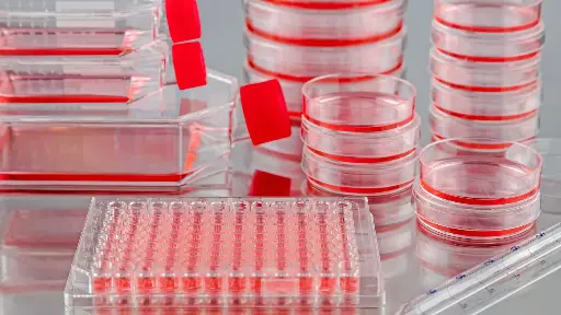 [ASTPLATE-SA2-142] Immortalized Rat Mammary Fibroblasts